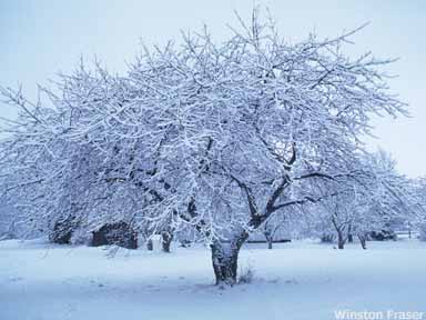 Snow-Tree
